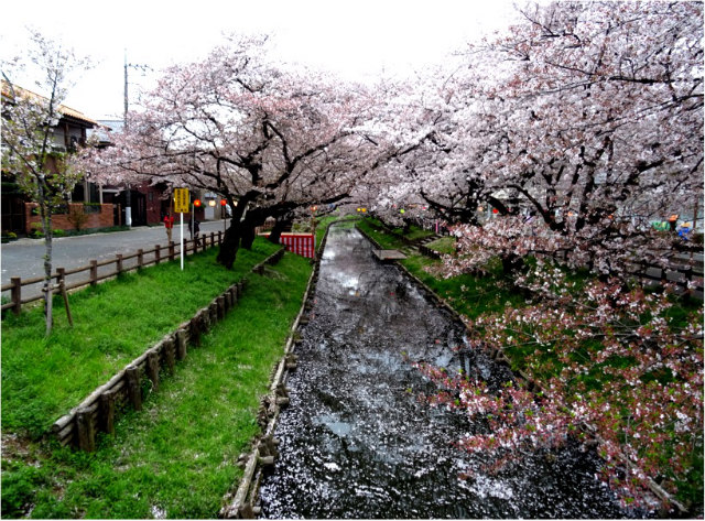 新河岸川桜