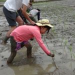 泥の感触を楽しんでみんなで力を合わせて米作り〜かわごえ里山イニシアチブ（田植えイベント）〜